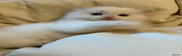 Ragdoll cats for sale: TICA Flame Ragdoll Boy - Purr Machine! in Liverpool - Advert 3
