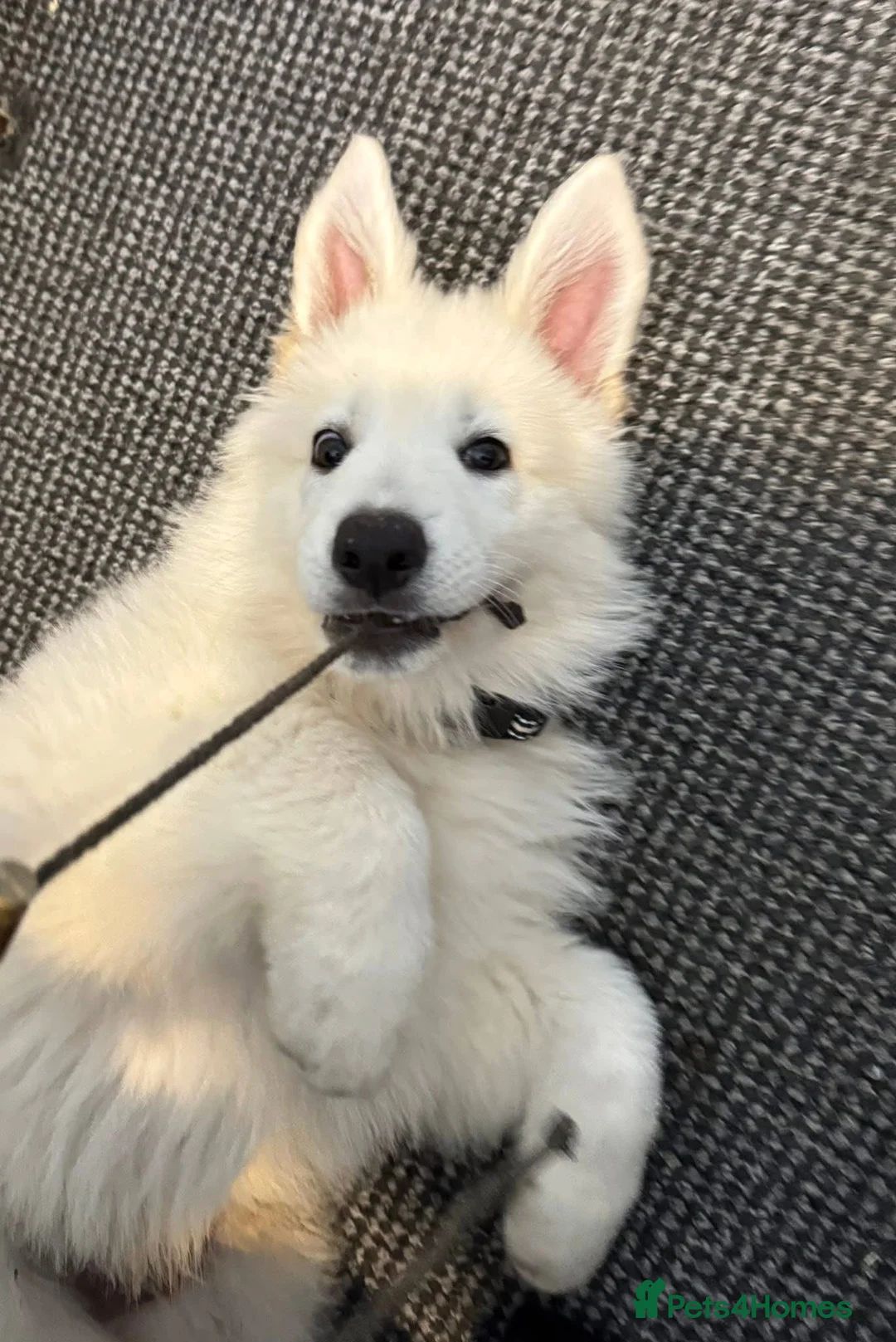 German Shepherd dogs for sale: Outstanding KC White long haired GSD pups  - Advert 1