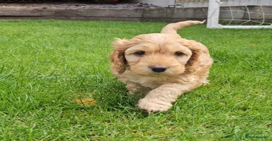 Cockapoo dogs - Advert 9