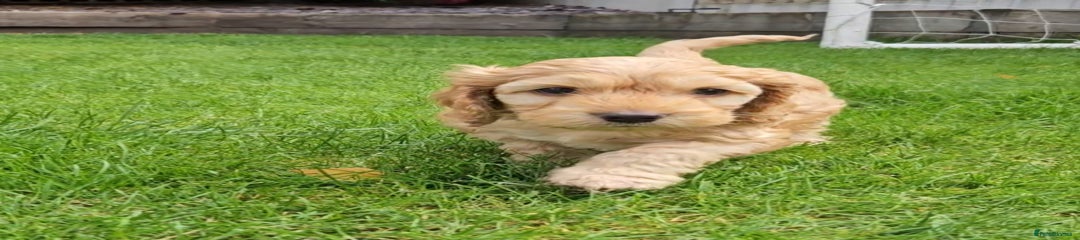 Cockapoo Puppy 1
