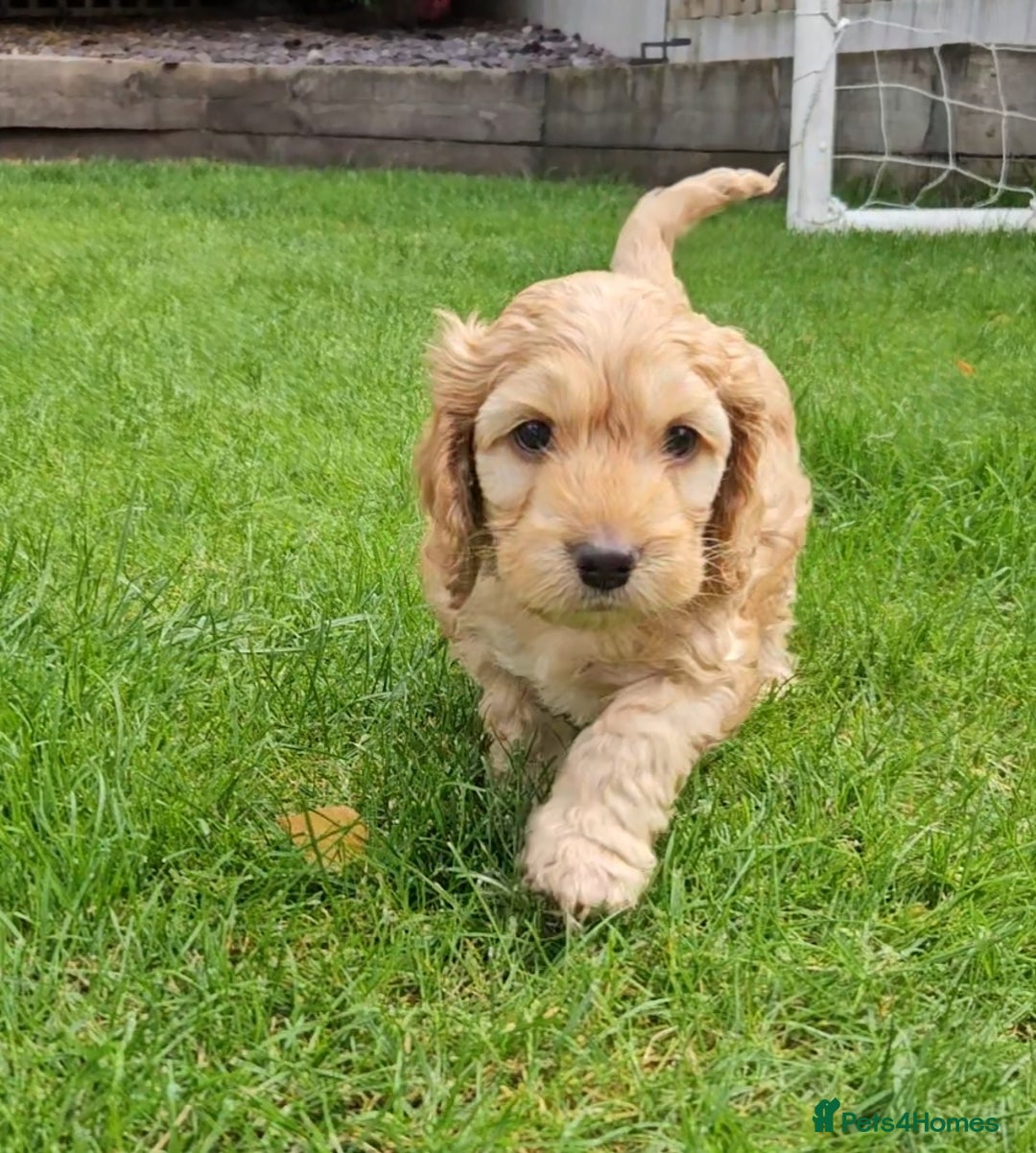 Cockapoo dogs for sale: Cockapoo Puppies - Image 2