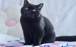 British Shorthair cats for sale: Last 2 black boys 😻😻  in High Wycombe - Advert 2