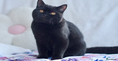 British Shorthair cats in High Wycombe - Advert 11