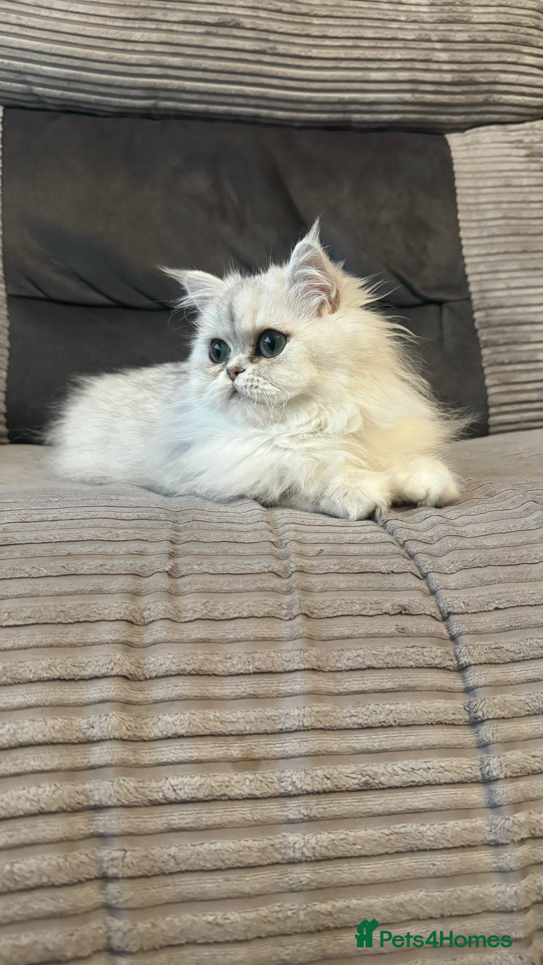 Persian cats for sale: Persian Chinchilla Kittens - Image 16