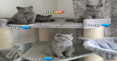 British Shorthair cats in Mexborough - Advert 6