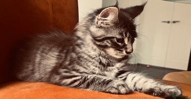 Maine Coon cats - Advert 2
