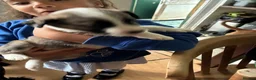 Mixed Breed dogs for sale: Puppy available  - Advert 3