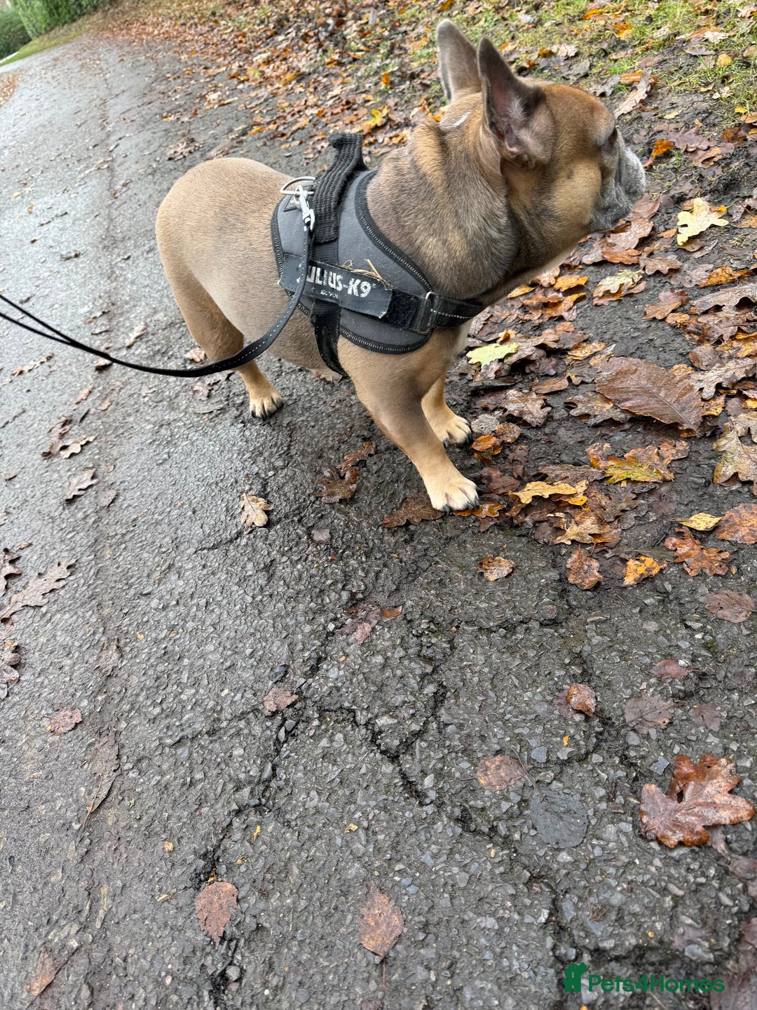 French Bulldog dogs for sale: Female French bulldog - Advert 5