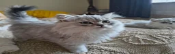 Scottish Fold cats for sale: Scottish fold and straight ear kitten's 😻 - Advert 6