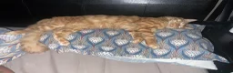 Maine Coon cats for sale: Ginger 3/4 Maine Coon and Khao Manee - Theodore  - Advert 8