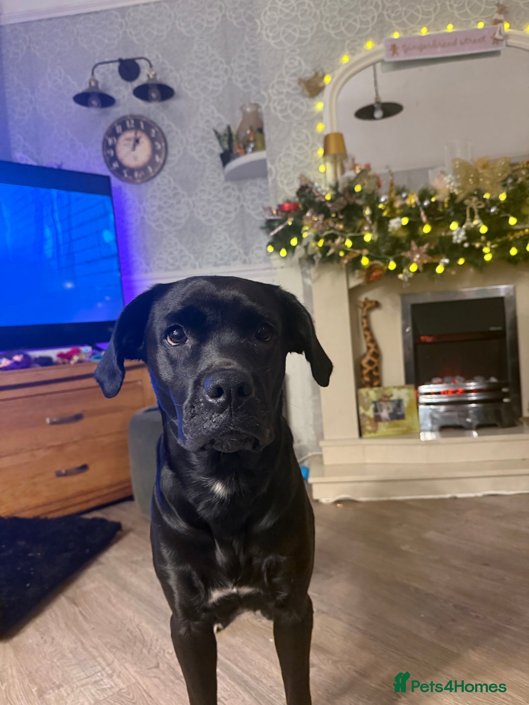 Labrador Retriever dogs for sale: Labrador X Boxerdore puppies  - Advert 16