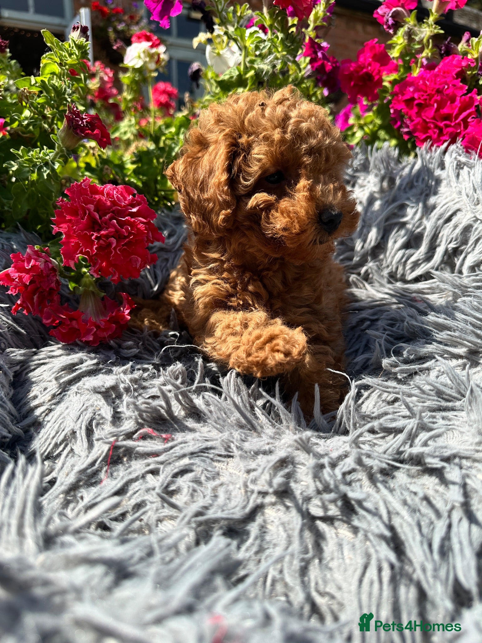 Miniature Poodle dogs 5 BEAUTIFUL MINIATURE POODLE PUPPIES RED & CREAM  - Advert 2