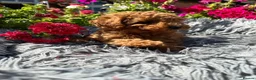 Miniature Poodle dogs for sale: 5 BEAUTIFUL MINIATURE POODLE PUPPIES RED & CREAM  - Advert 2
