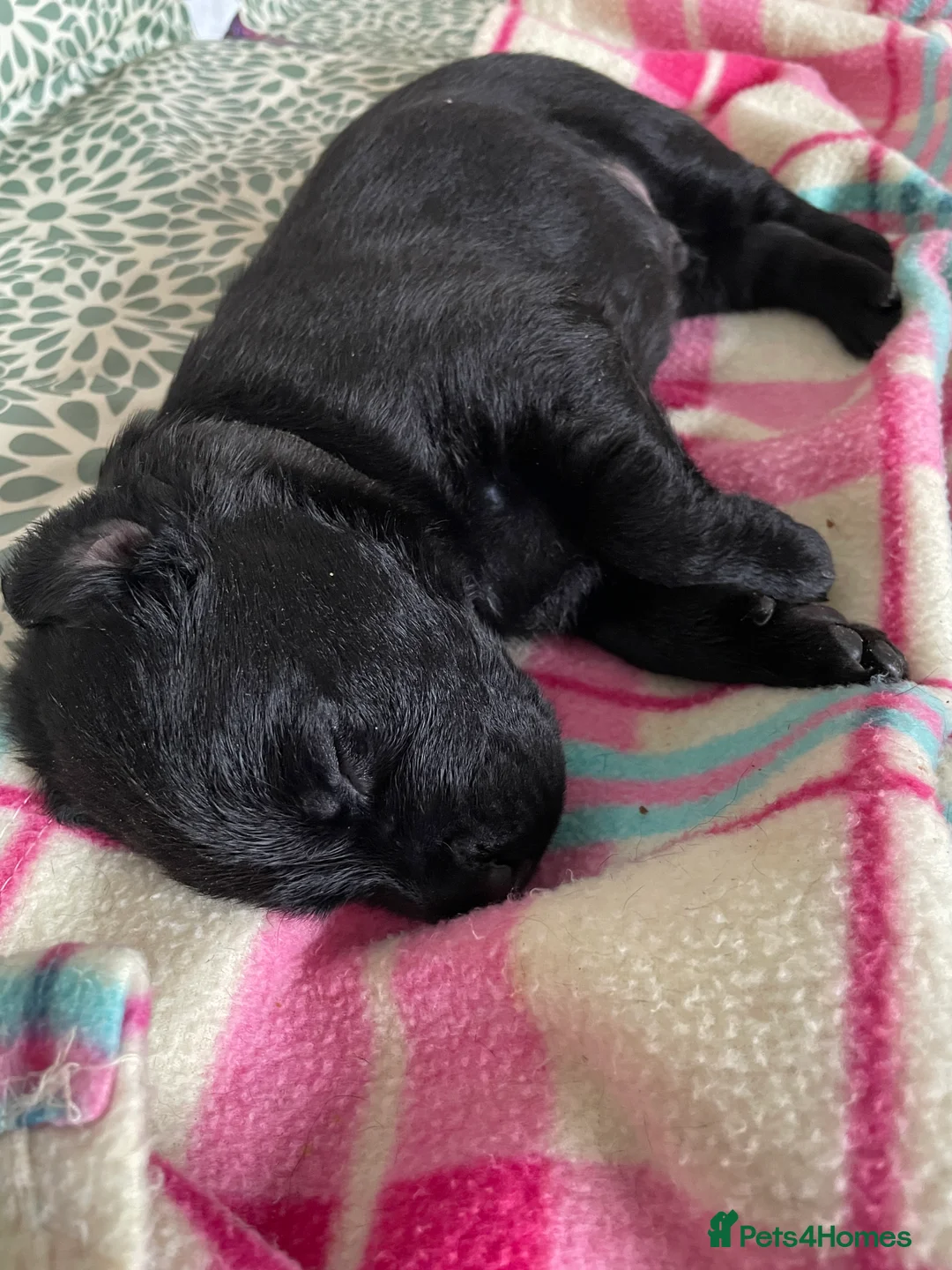 Labrador Retriever dogs for sale: FtCh Fendawood Pioneer x Inka Squamscott (Imp US) - Advert 17