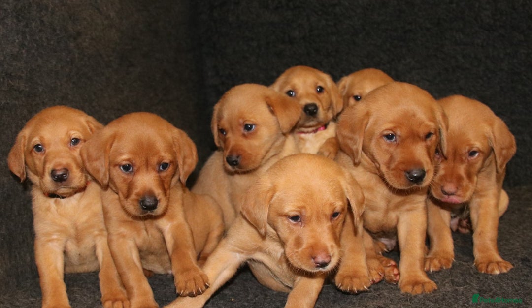 Labrador Retriever dogs for sale: Red Fox Labs : Health Checked-KC Reg-FTCH Pedigree - Image 7