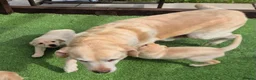 Labrador Retriever dogs for sale: Labrador puppies in South Ockendon - Advert 7