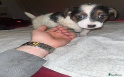 Jack Russell dogs for sale: 4 stunning playful Jack Russell puppies - Image 7
