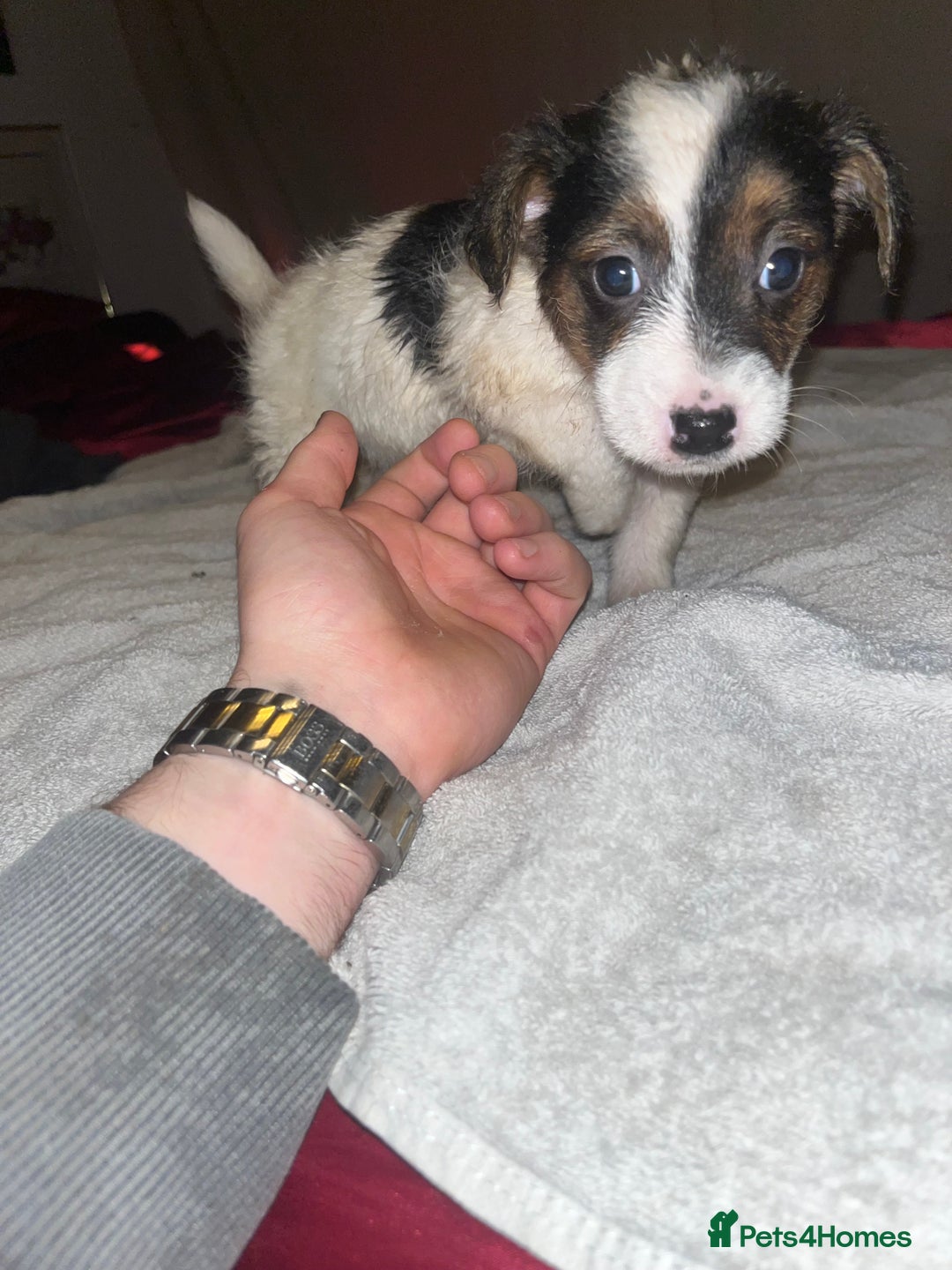 Jack Russell dogs for sale: 4 stunning playful Jack Russell puppies - Image 7