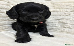 Cockapoo dogs for sale: Cockapoo puppies  - Image 1