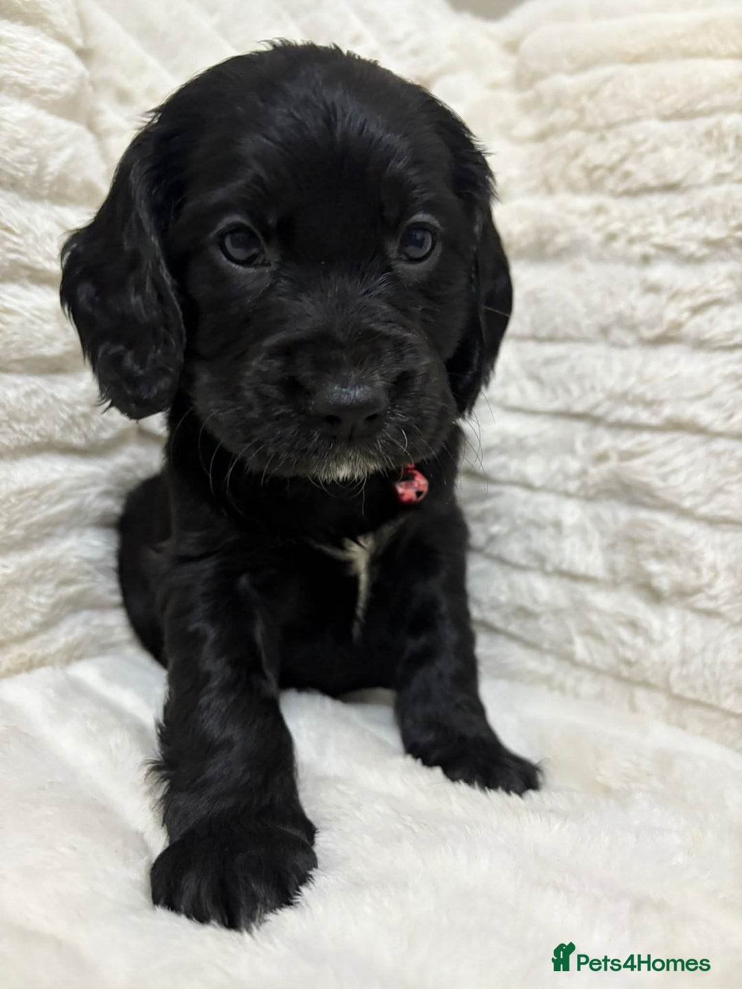 Cockapoo dogs for sale: Cockapoo puppies  - Image 1