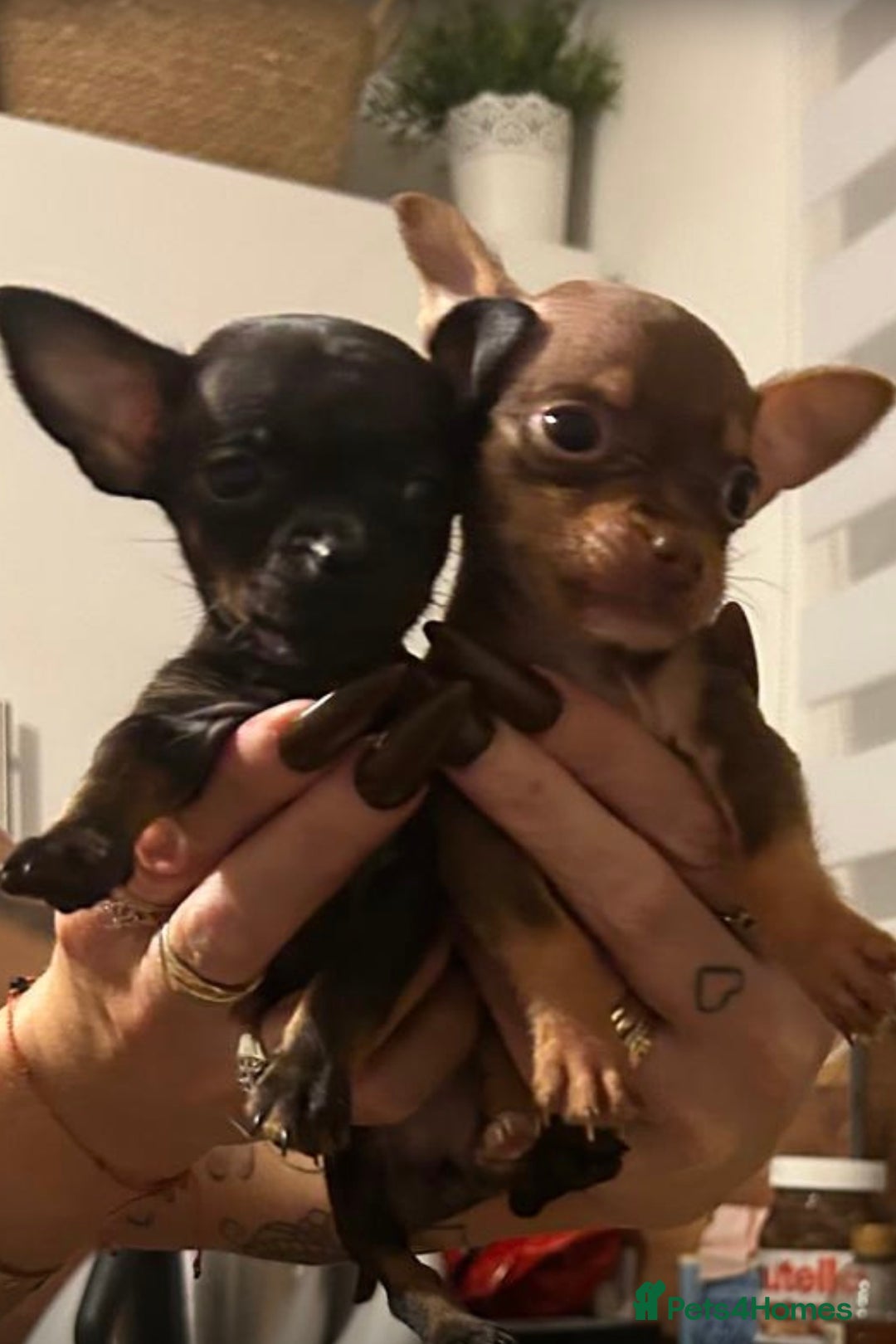 Chihuahua dogs for sale: ❣️❣️❣️Adorable Ci looking for forever home ❣️❣️ - Advert 1