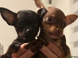 Chihuahua dogs ❣️❣️❣️Adorable Ci looking for forever home ❣️❣️ - Advert 1