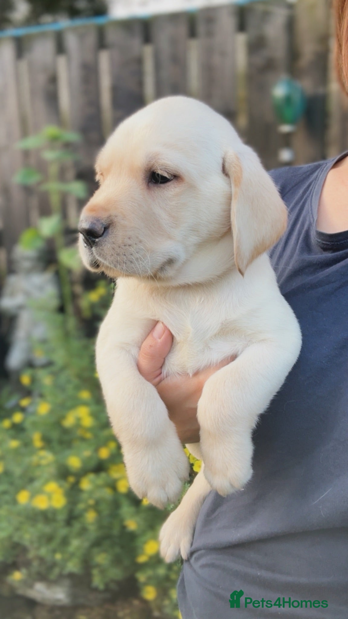 Labrador Retriever dogs READY THIS WEEK! FULLY HEALTH TESTED KC LAB PUPS - Advert 1