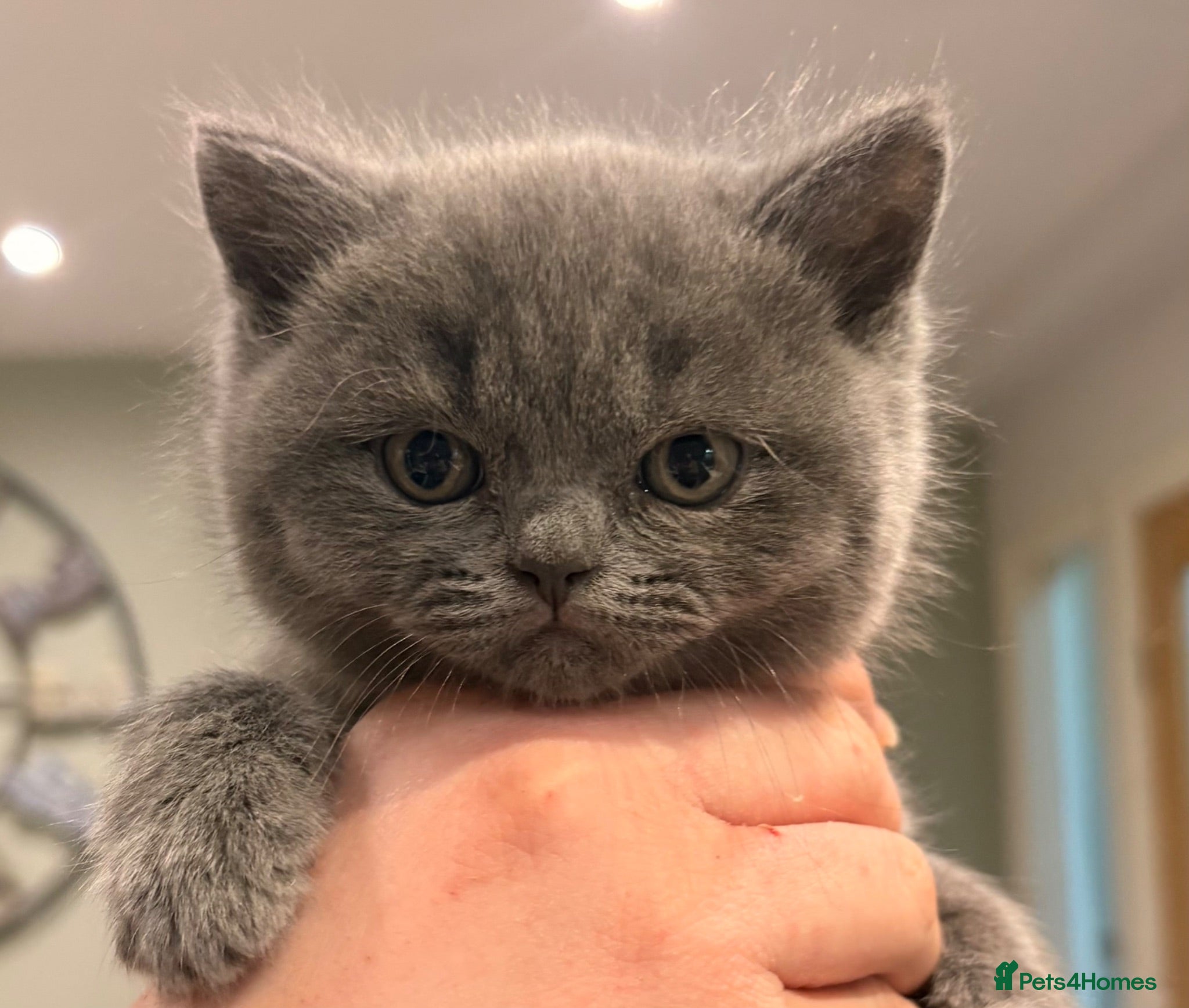 British Shorthair cats British Shorthair kittens | Ready Now |  - Advert 5