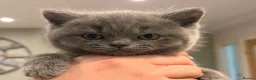 British Shorthair cats for sale: BRITISH SHORTHAIR KITTENS-AVAILABLE NOW  - Advert 21