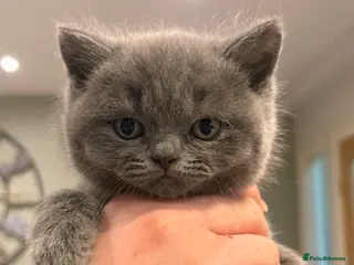 British Shorthair cats British Shorthair kittens | Ready Now | - Advert 5