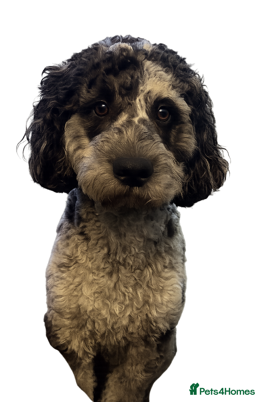 Cockapoo dogs for stud: F2 Merle cockapoo for stud - Advert 2