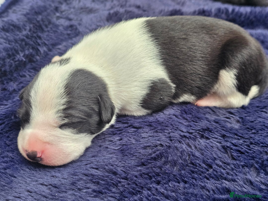 Mixed Breed dogs for sale: Short haired Collie pups - Image 16