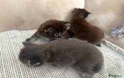 Maine Coon cats for sale: Chocolate main coons - Image 5