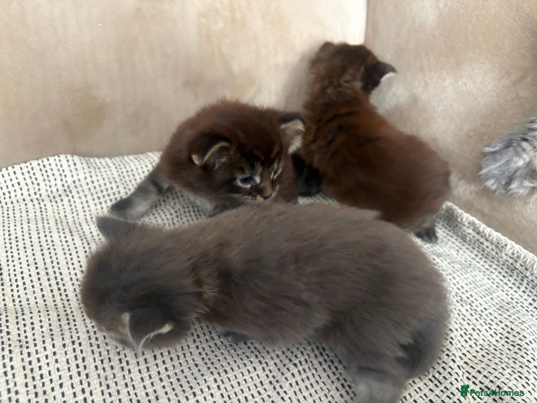 Maine Coon cats for sale: Chocolate main coons - Image 5
