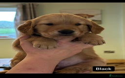 Golden Retriever dogs for sale: Gorgeous Working Type Golden Retriever Puppies  - Image 22