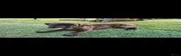 Boxer dogs for sale: Beutyful bobtail/ tailed Boxer puppy - Advert 27