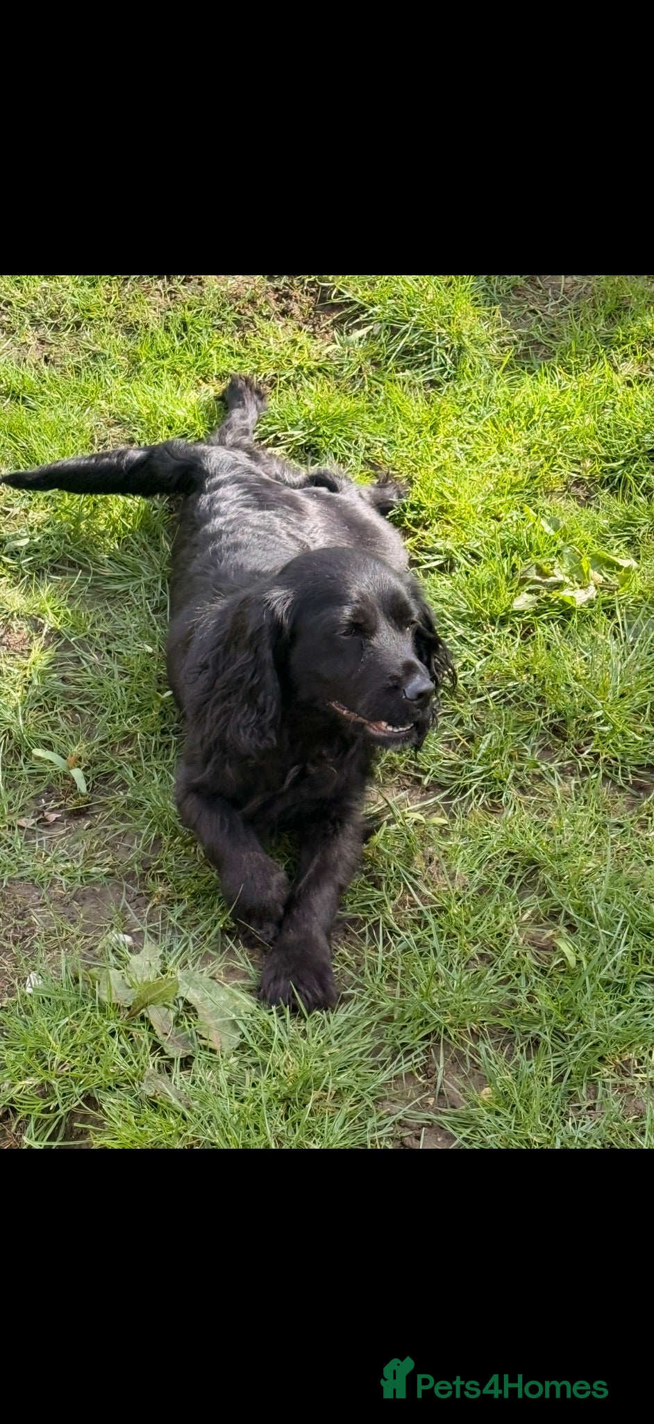 Cockapoo dogs 🏡Ready to leave cockerpoos 🐶🏡 - Advert 1
