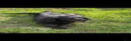 Cockapoo dogs for sale: 🏡Ready to leave cockerpoos 🐶🏡 in Marlborough - Advert 1