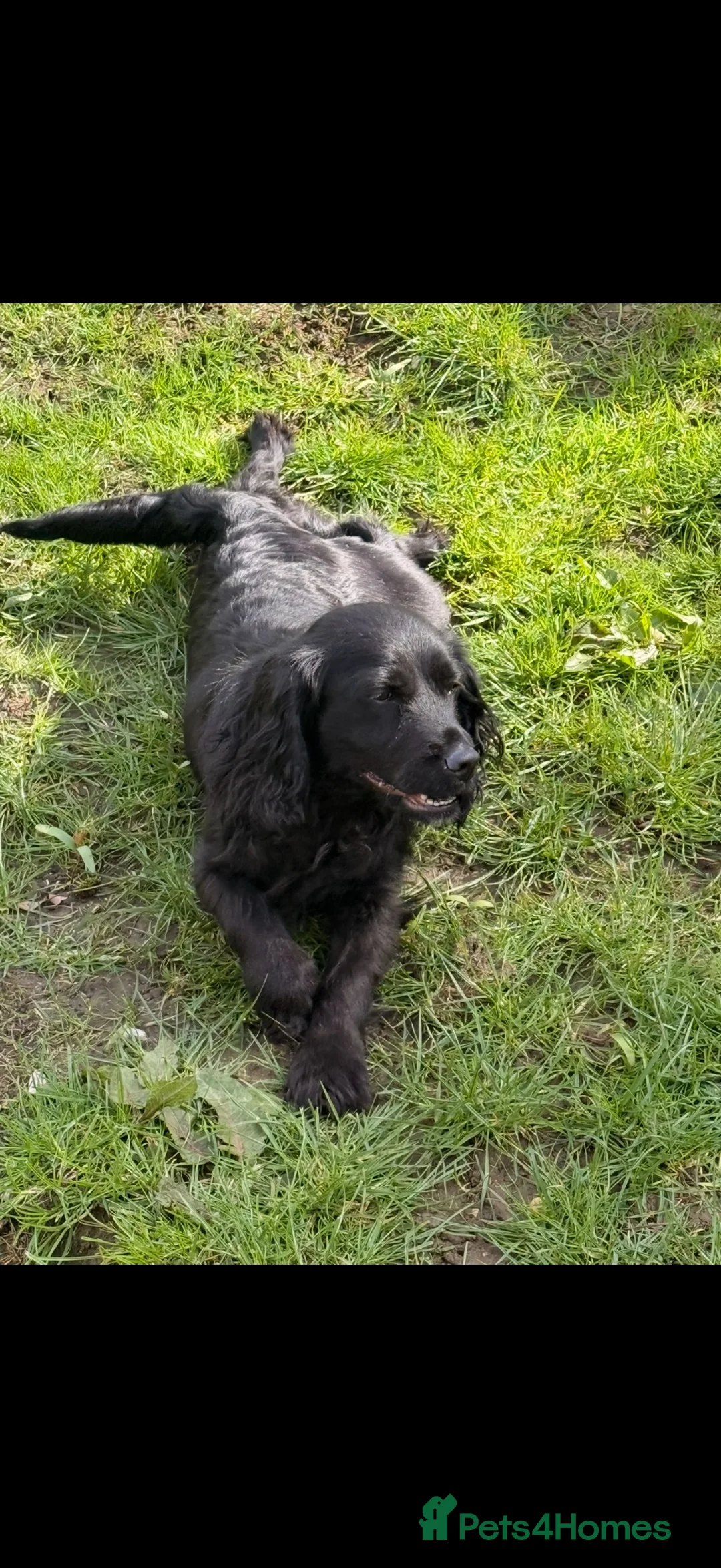 Cockapoo dogs for sale: 🏡Ready to leave cockerpoos 🐶🏡 in Marlborough - Advert 1
