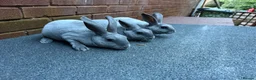 Rex rabbits for sale: Beautiful Baby blue Mini Rex  - Advert 3