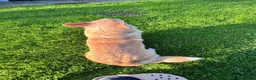 Mixed Breed dogs for sale: Corgipoos - Advert 22