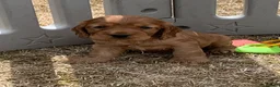 Cocker Spaniel dogs for sale: Outstanding Show Cocker Spaniels KC Reg - Advert 6