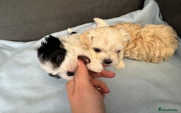 Morkie dogs for sale: Morkie puppies  - Image 4