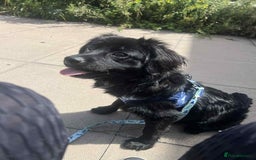 Cocker Spaniel dogs for sale: 9 Month old Puppy - Cocker Spaniel  - Image 1
