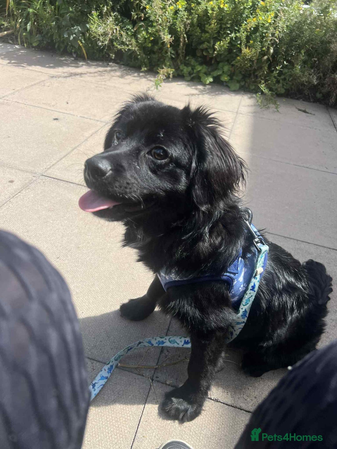 Cocker Spaniel dogs for sale: 9 Month old Puppy - Cocker Spaniel  - Image 1