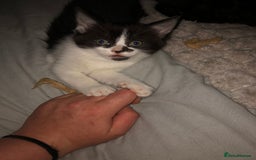 Mixed Breed cats for sale: 2 stunning kittens x - Image 8