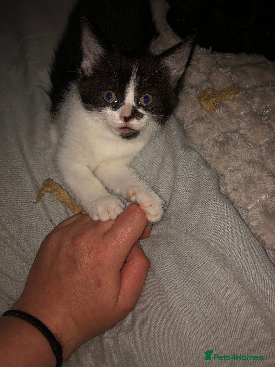 Mixed Breed cats for sale: 2 stunning kittens x - Image 8