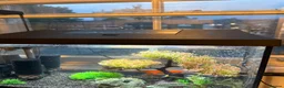 Goldfish fish for sale: Three gold fish with tank set up  - Advert 2