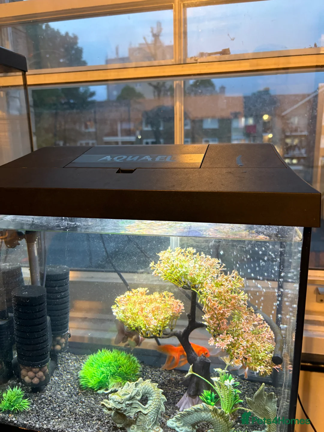 Goldfish fish for sale: Three gold fish with tank set up  - Advert 2