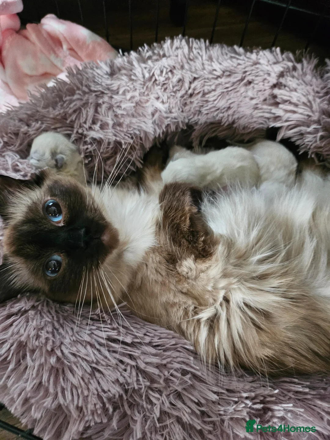 Ragdoll cats for sale:  Full breed ragdoll boy - Advert 7